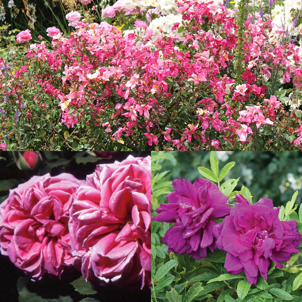 Old World Rose Collection