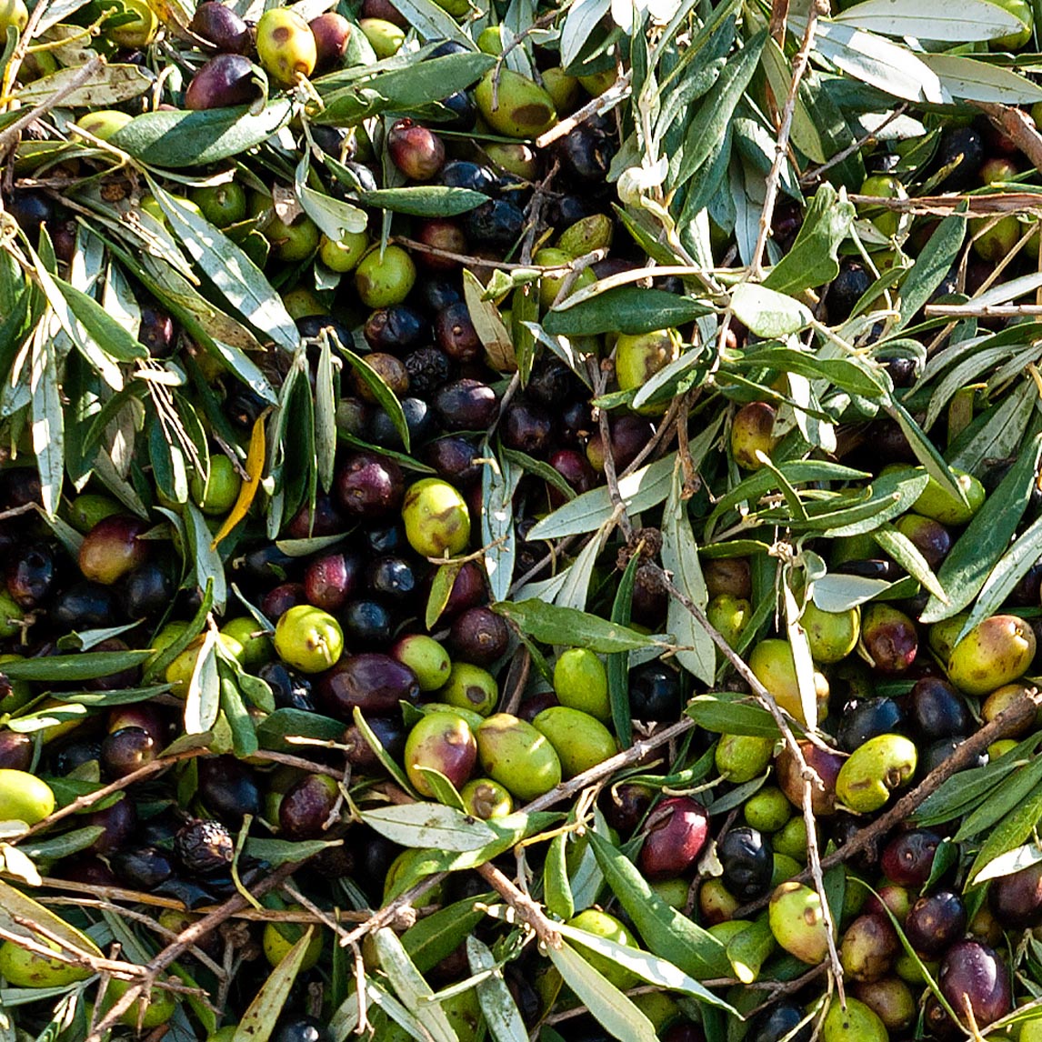 Olive 'Coratina'