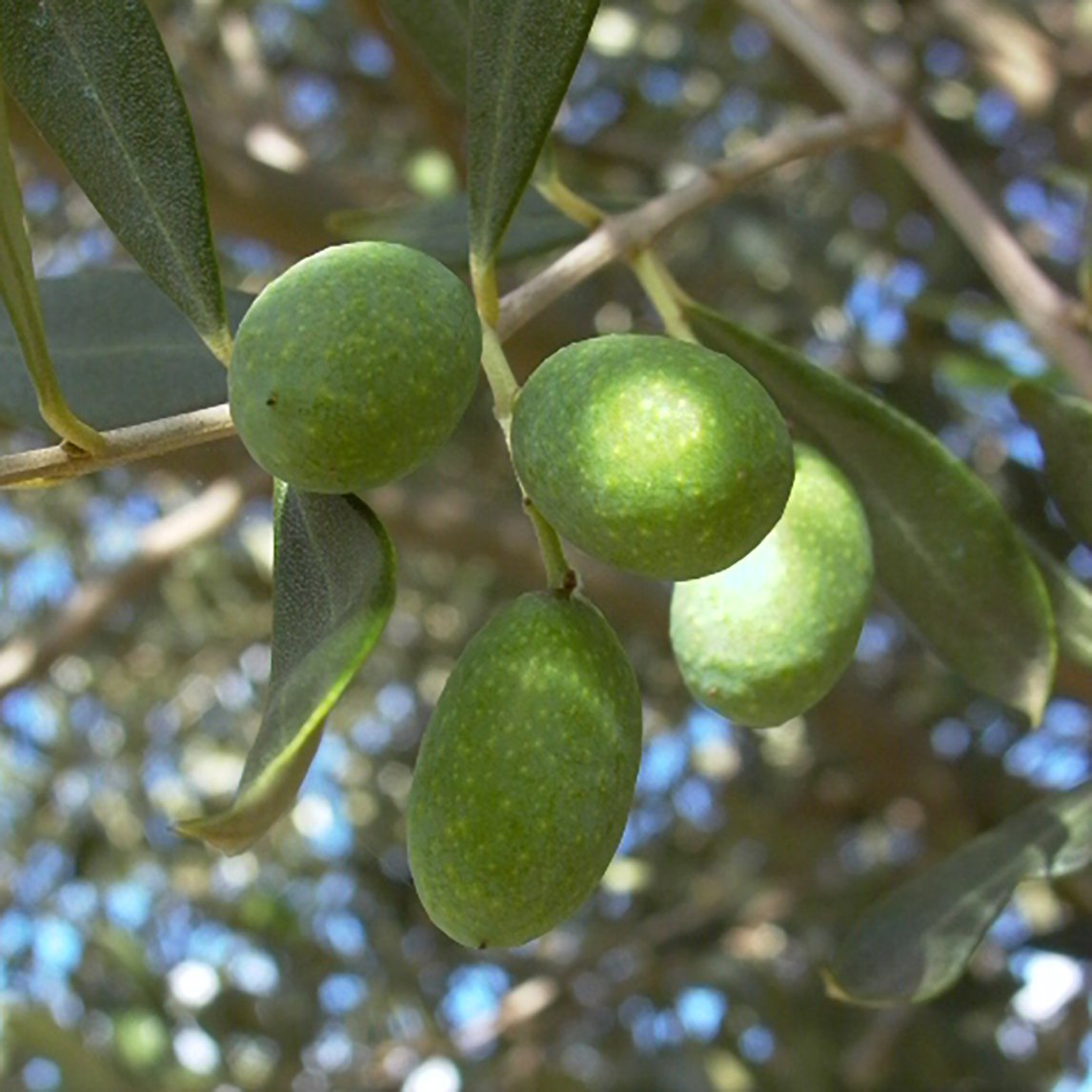 Olive 'Correggiola'