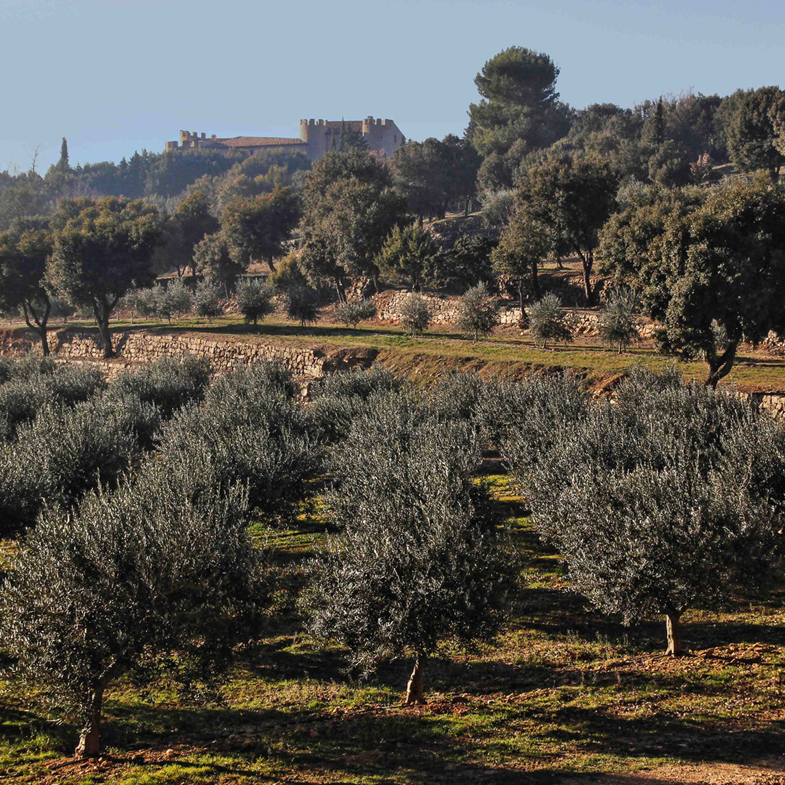 Olive Grove Collection