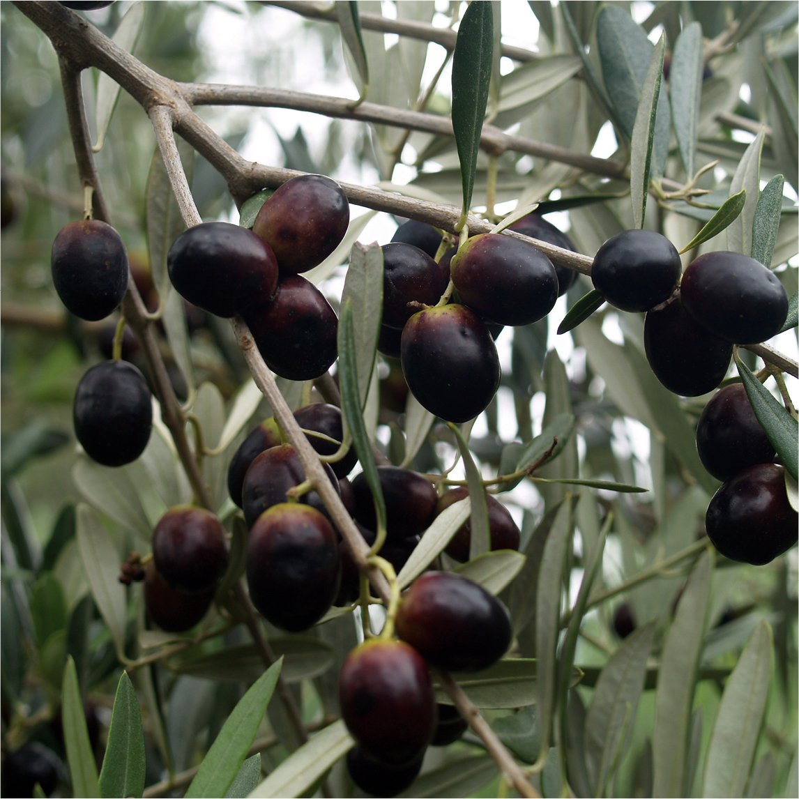 Olive 'Italian Leccino'