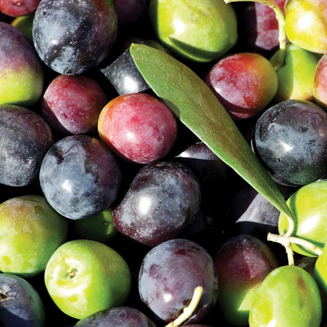 Olive &#39;Arbequina&#39;