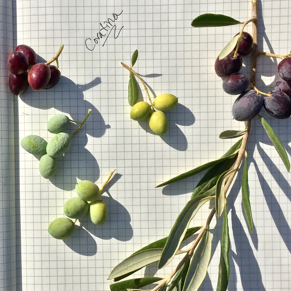 Olive &#39;Coratina&#39;