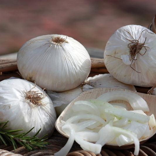 Onion 'Barletta'