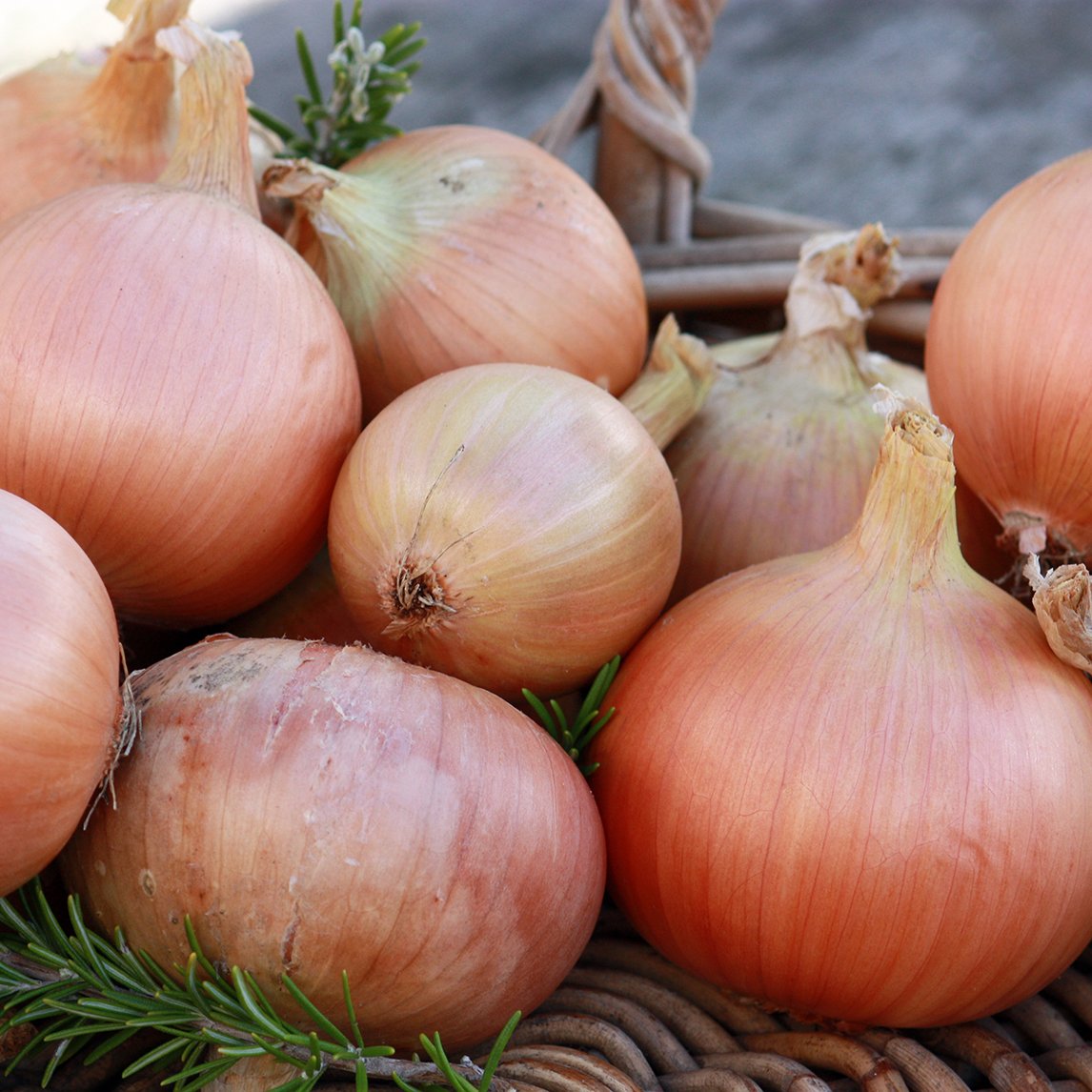 Onion 'Cream Gold'