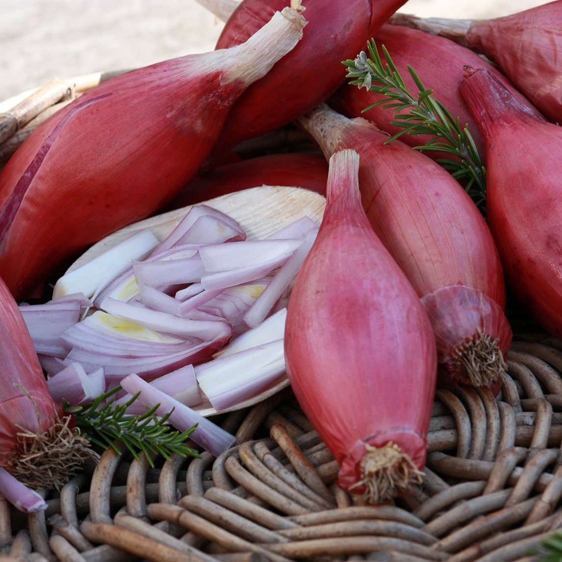 Onion &#39;Long Red Florence&#39;