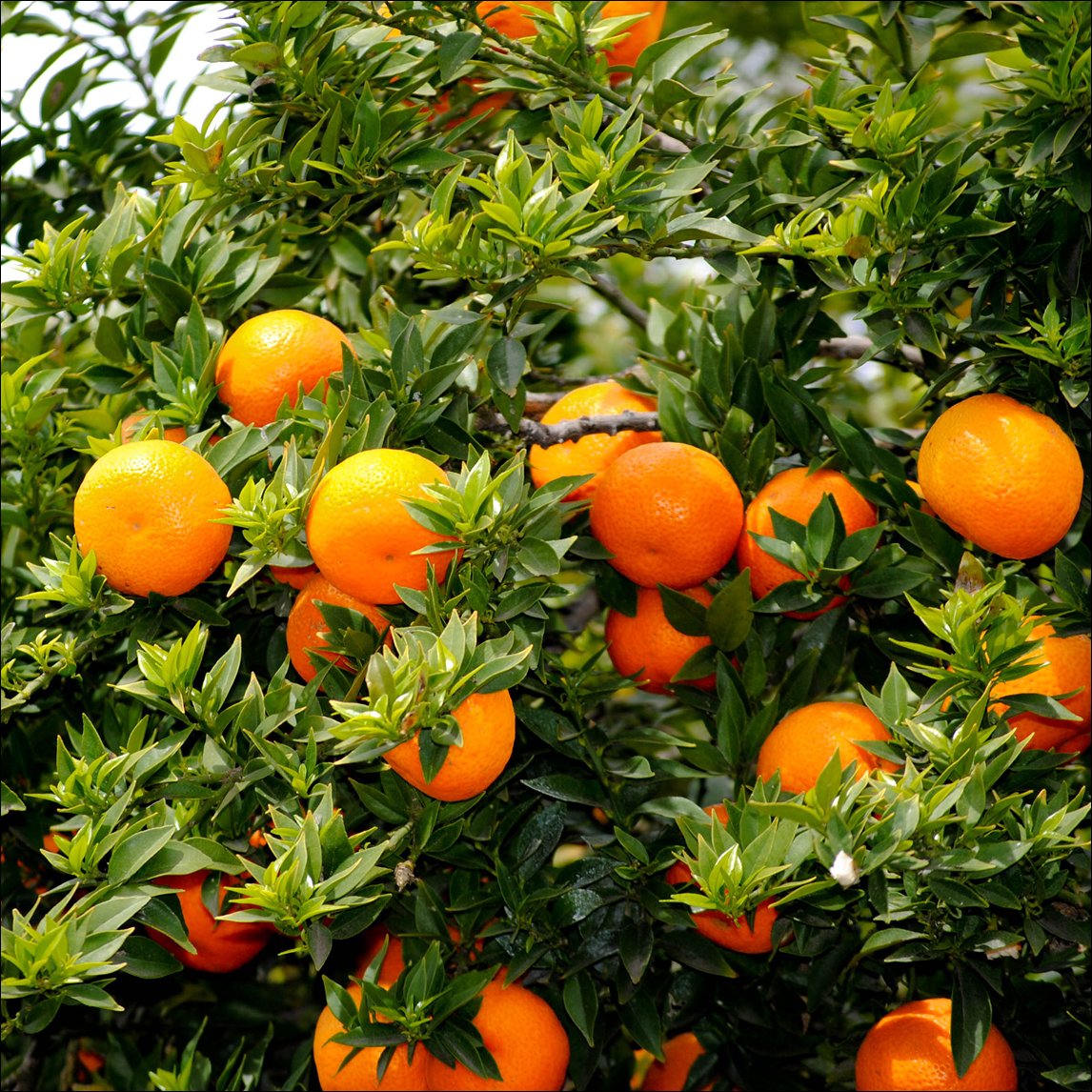 Orange 'Chinotto'