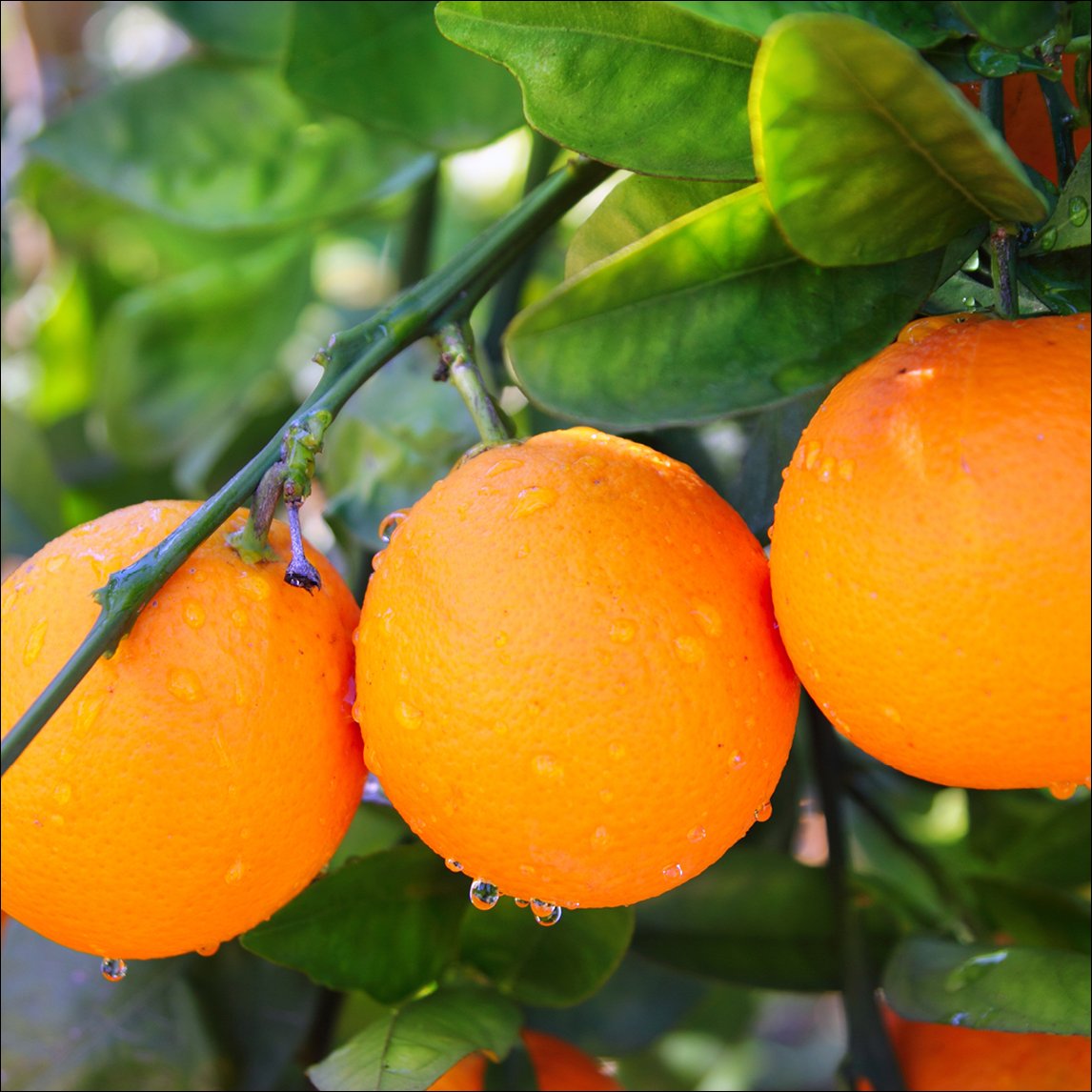 Orange Valencia 'Delta Seedless'