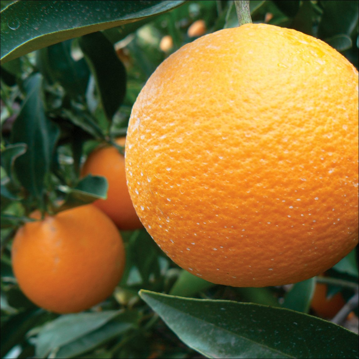 Orange 'Salustiana'
