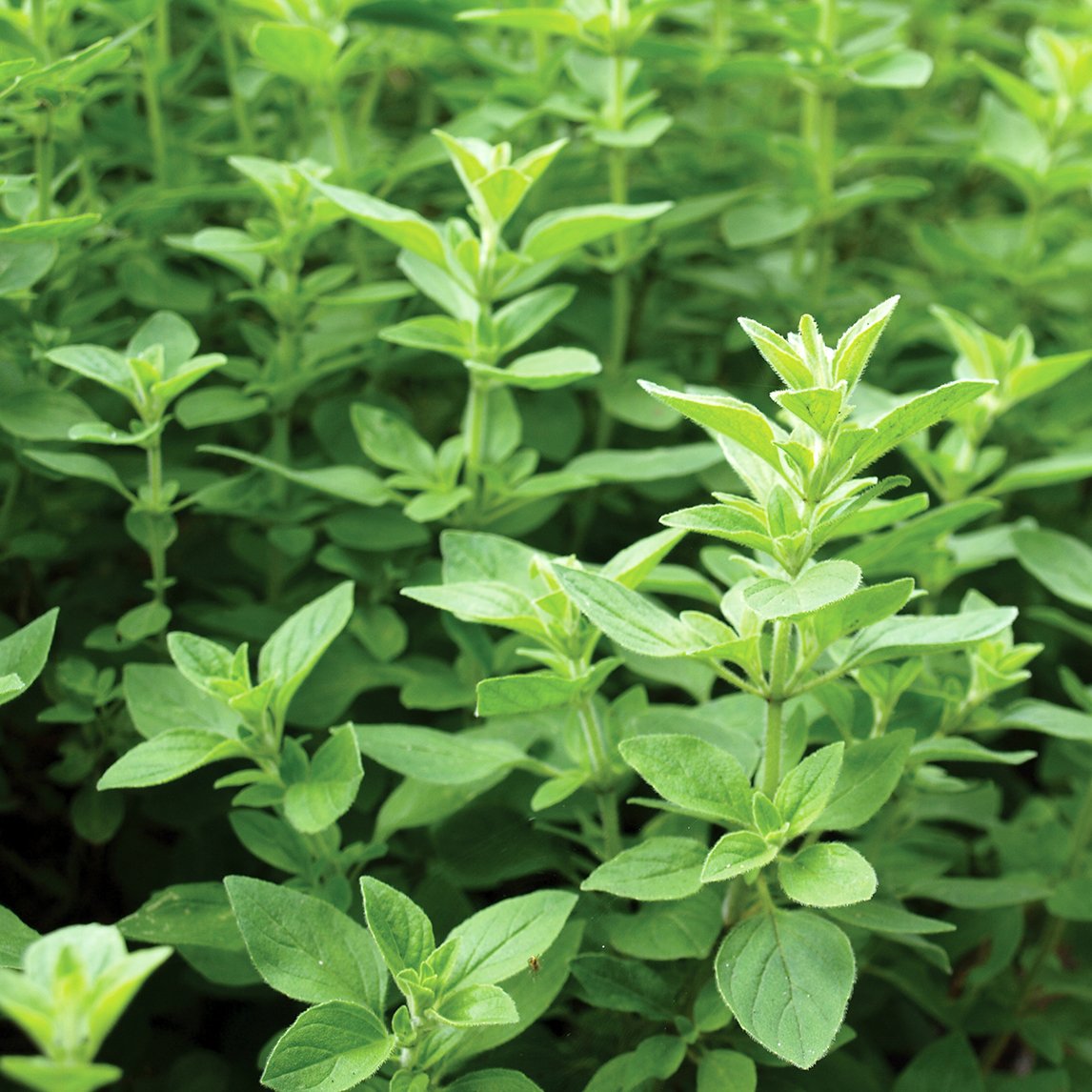 Greek Oregano (Plant)