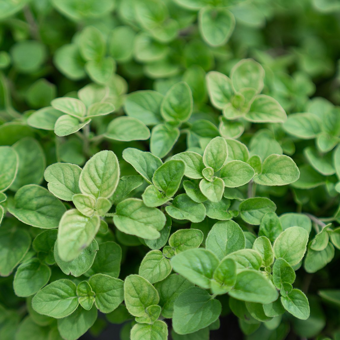 Oregano