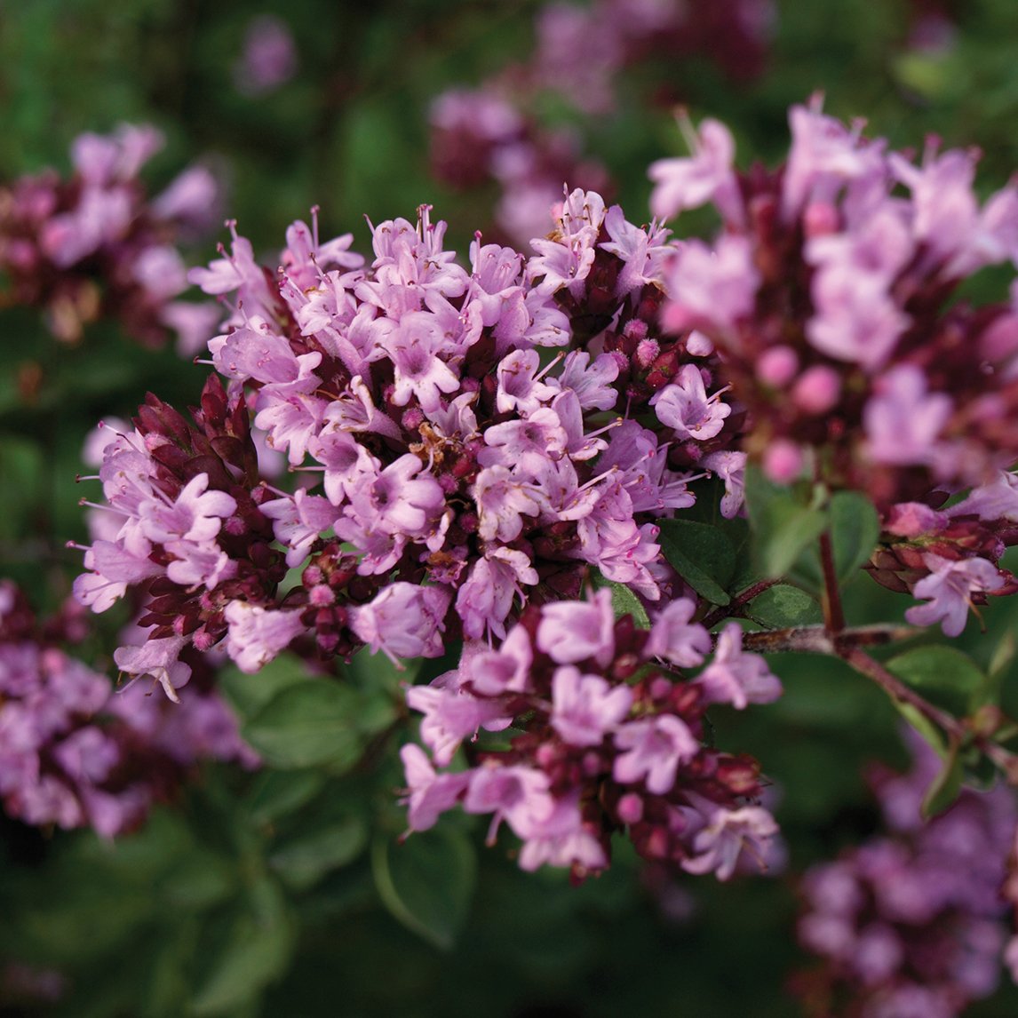 Oregano 'Rosenkuppel'