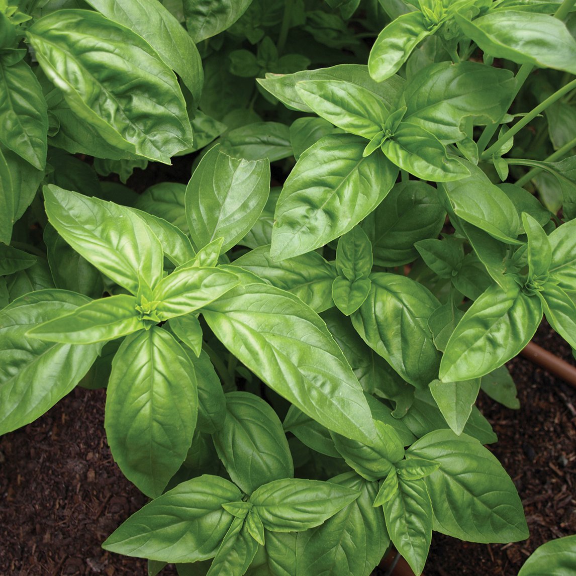 Sweet Basil