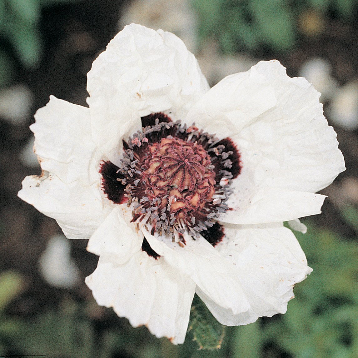 Oriental Poppy 'Choir Boy'