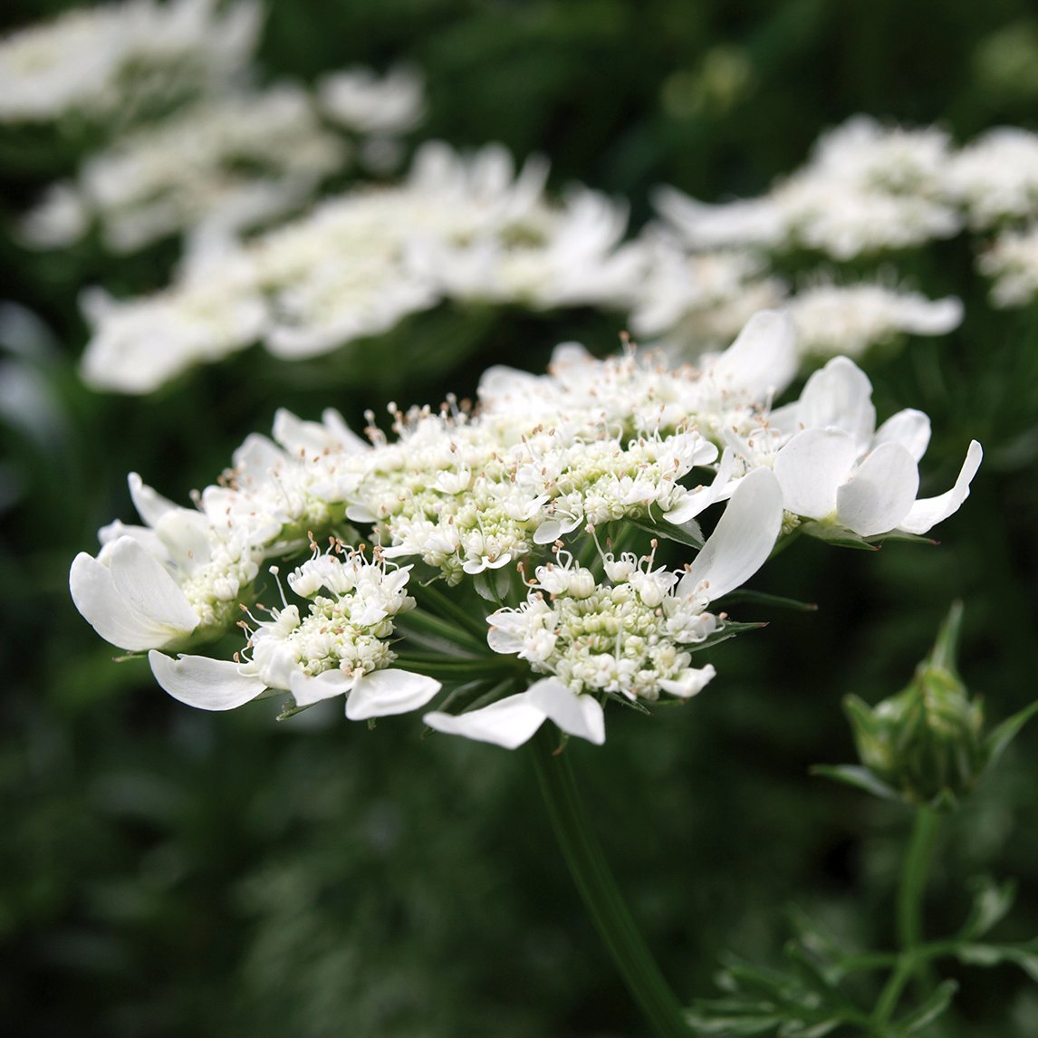 Orlaya 'Grandiflora'