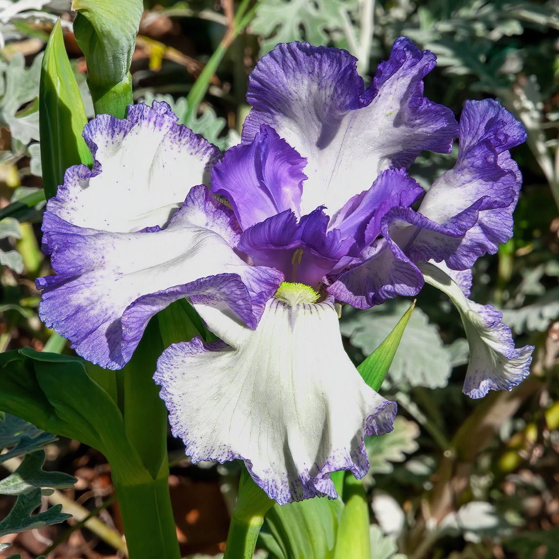 Orris Root