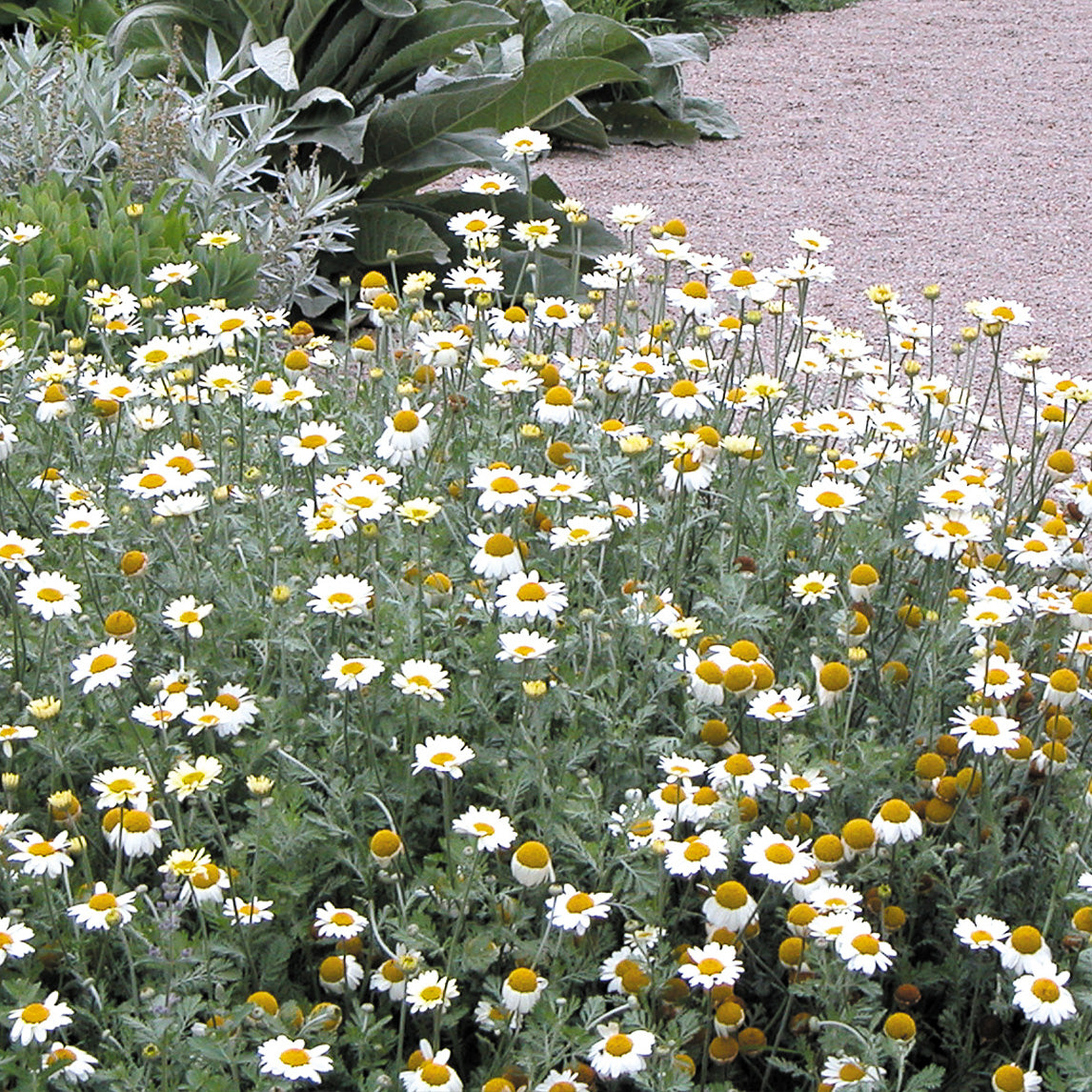 Anthemis 'Susanna Mitchell'