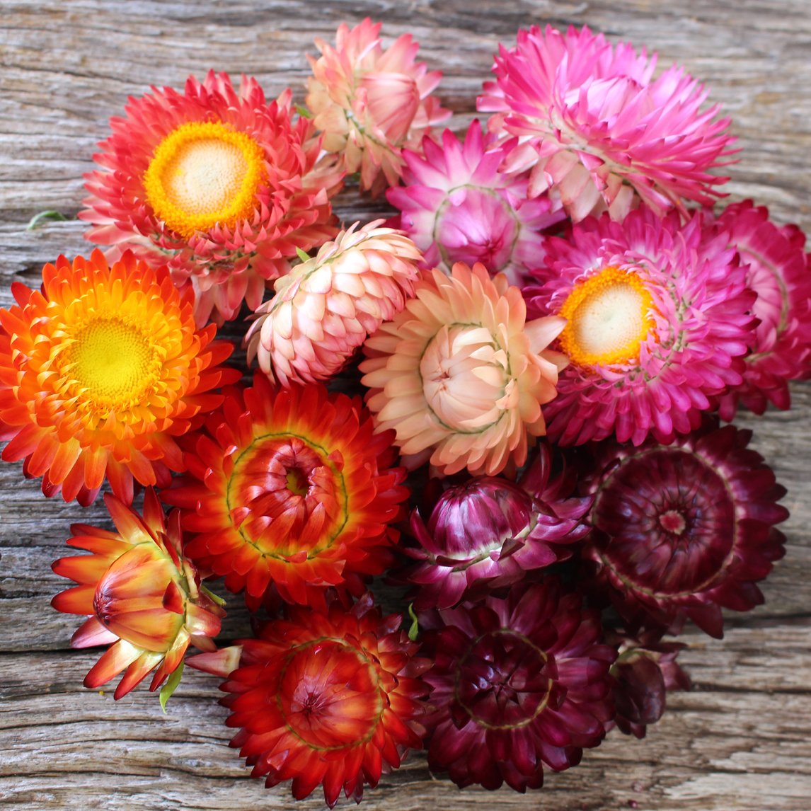 Paper Daisy Collection