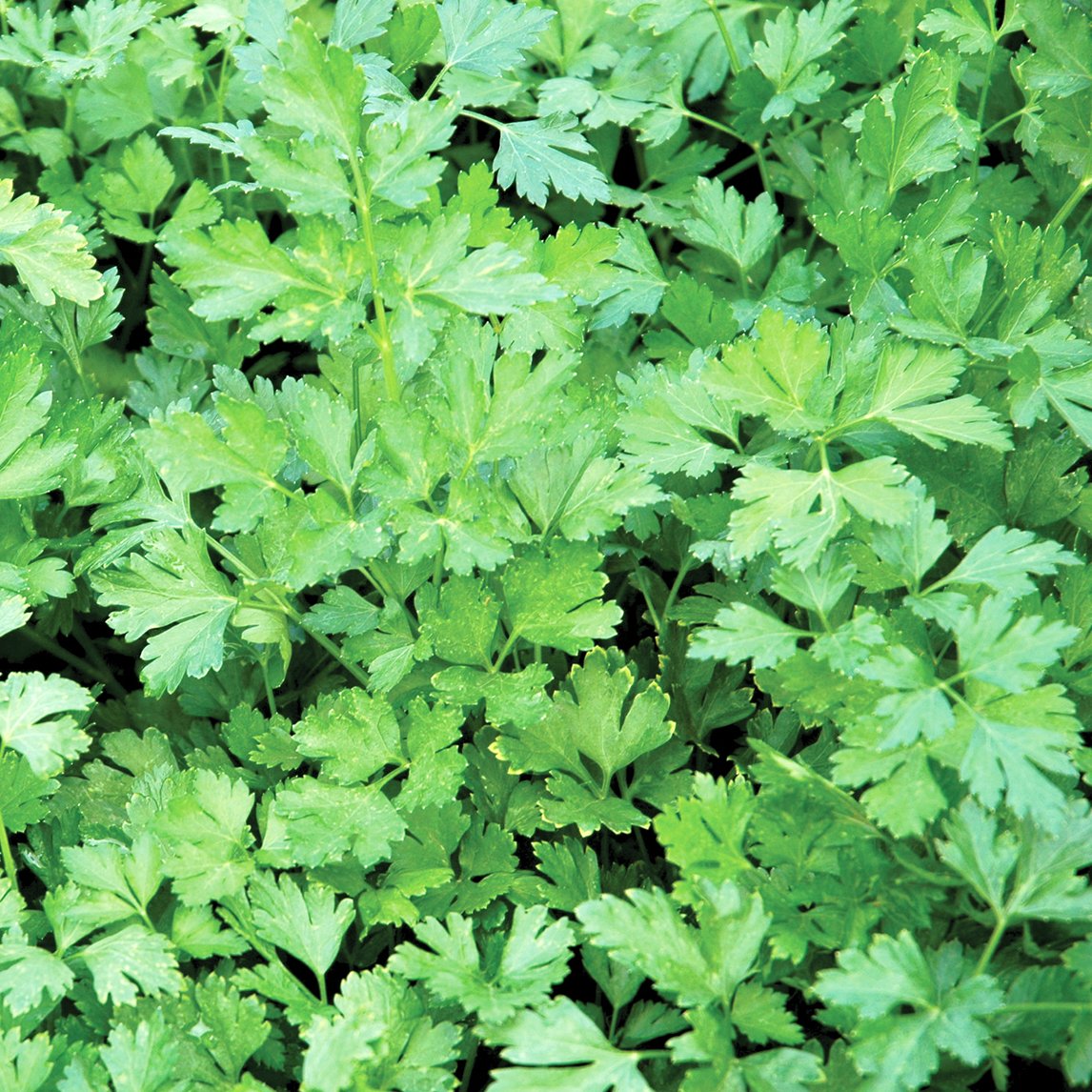 parsley-continental-s319