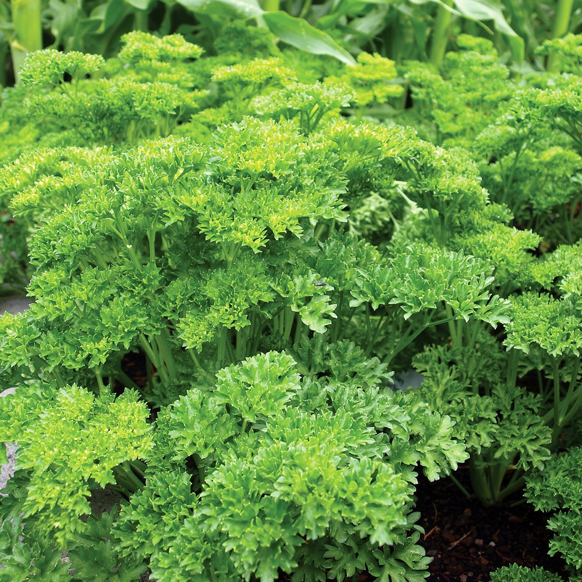 Parsley 'Curlina'