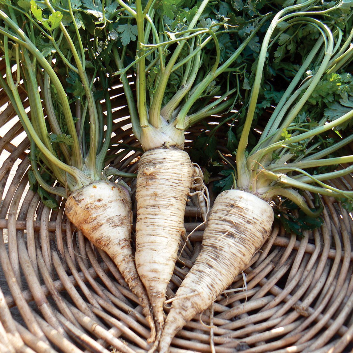 Parsley Parsnip