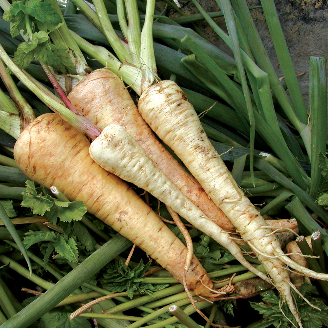Autumn Or Spring Mini-Plot Vegetable Collection