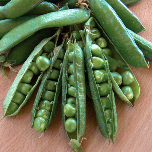 Pea 'Novella'