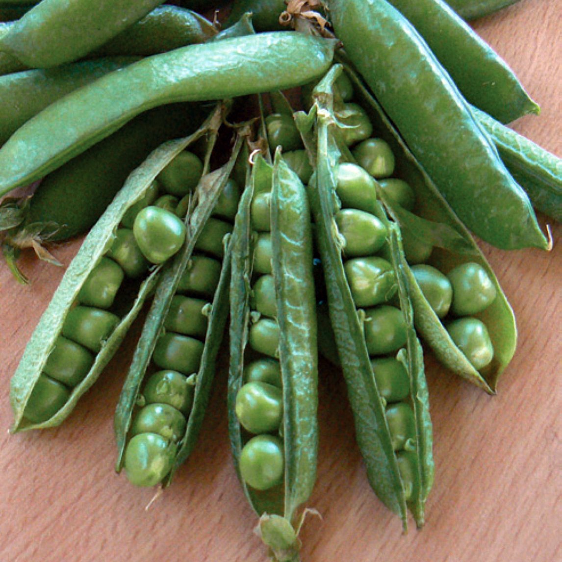 Pea 'Novella'