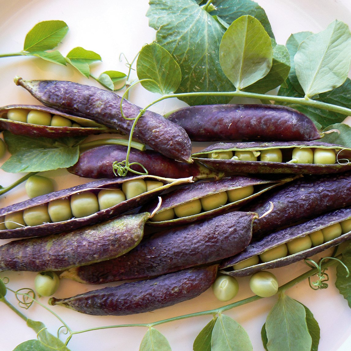 Pea 'Purple Podded Dutch' (Organic)