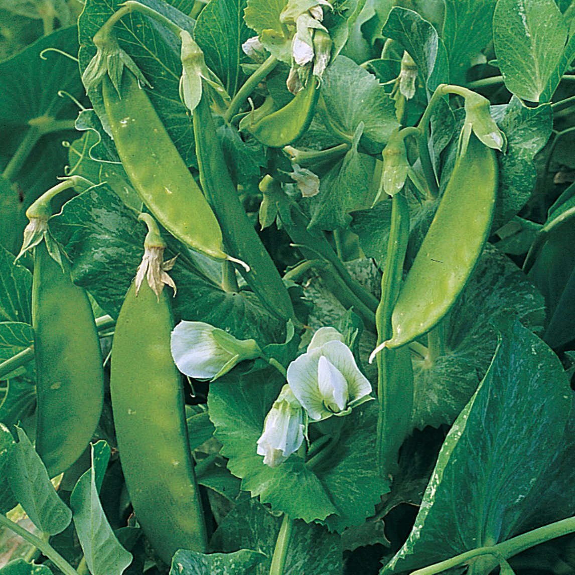 Pea 'Snow Pea' Climbing