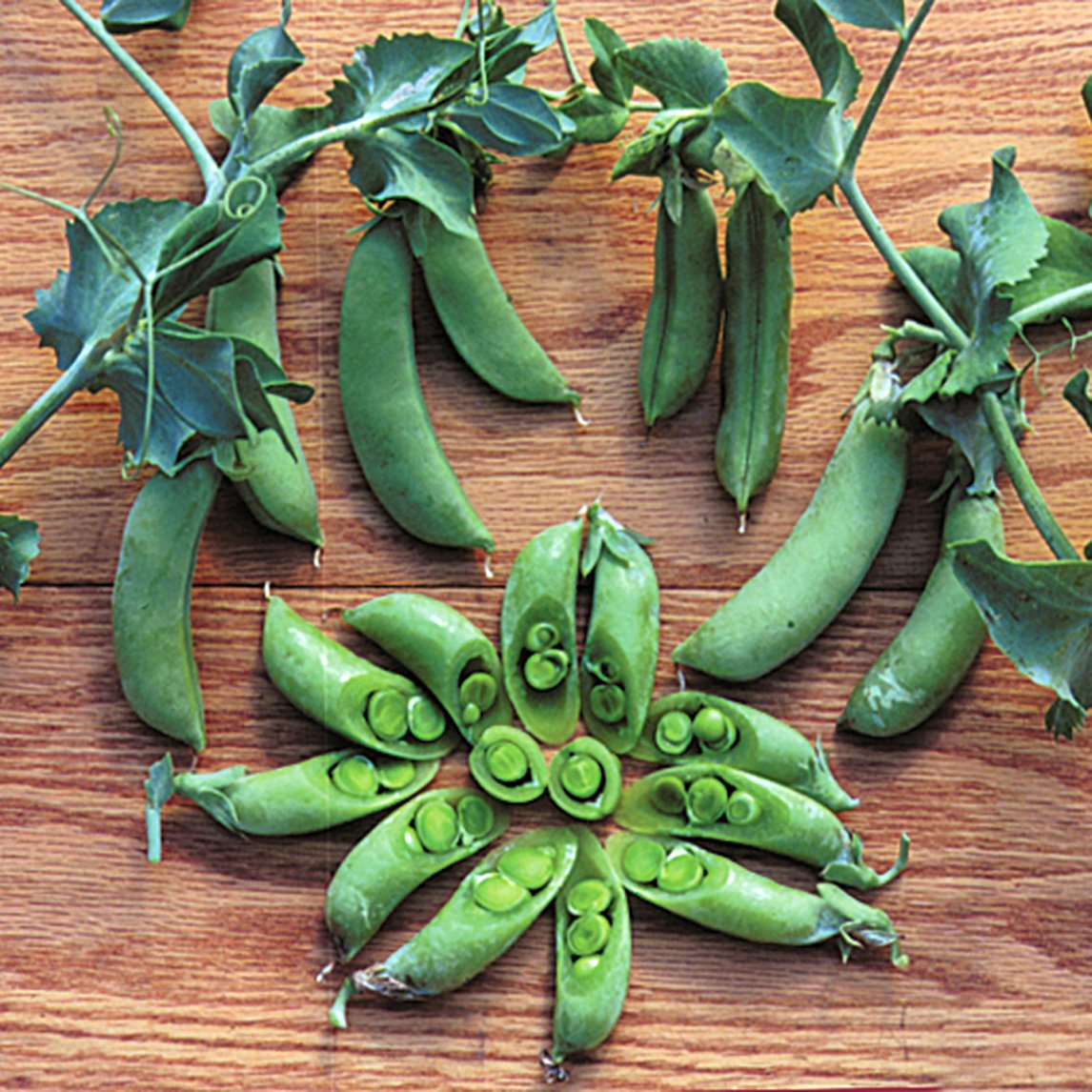 Pea 'Sugar Snap' - Dwarf