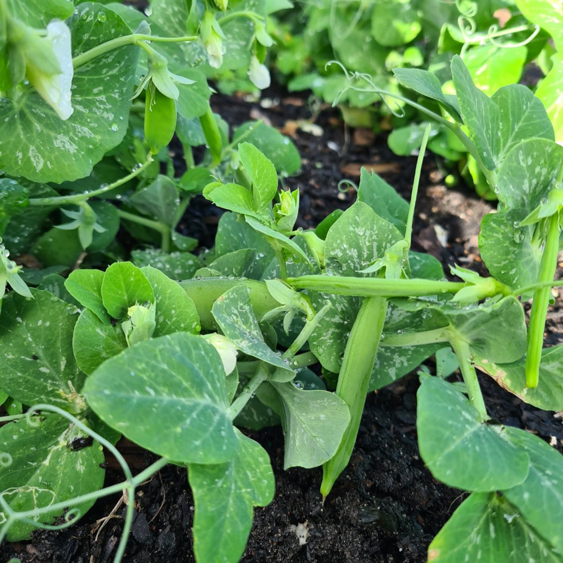 Pea 'Tom Thumb' (Organic)