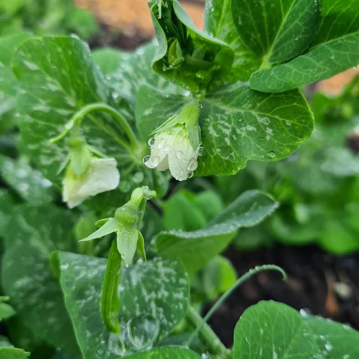 Pea 'Tom Thumb' (Organic)