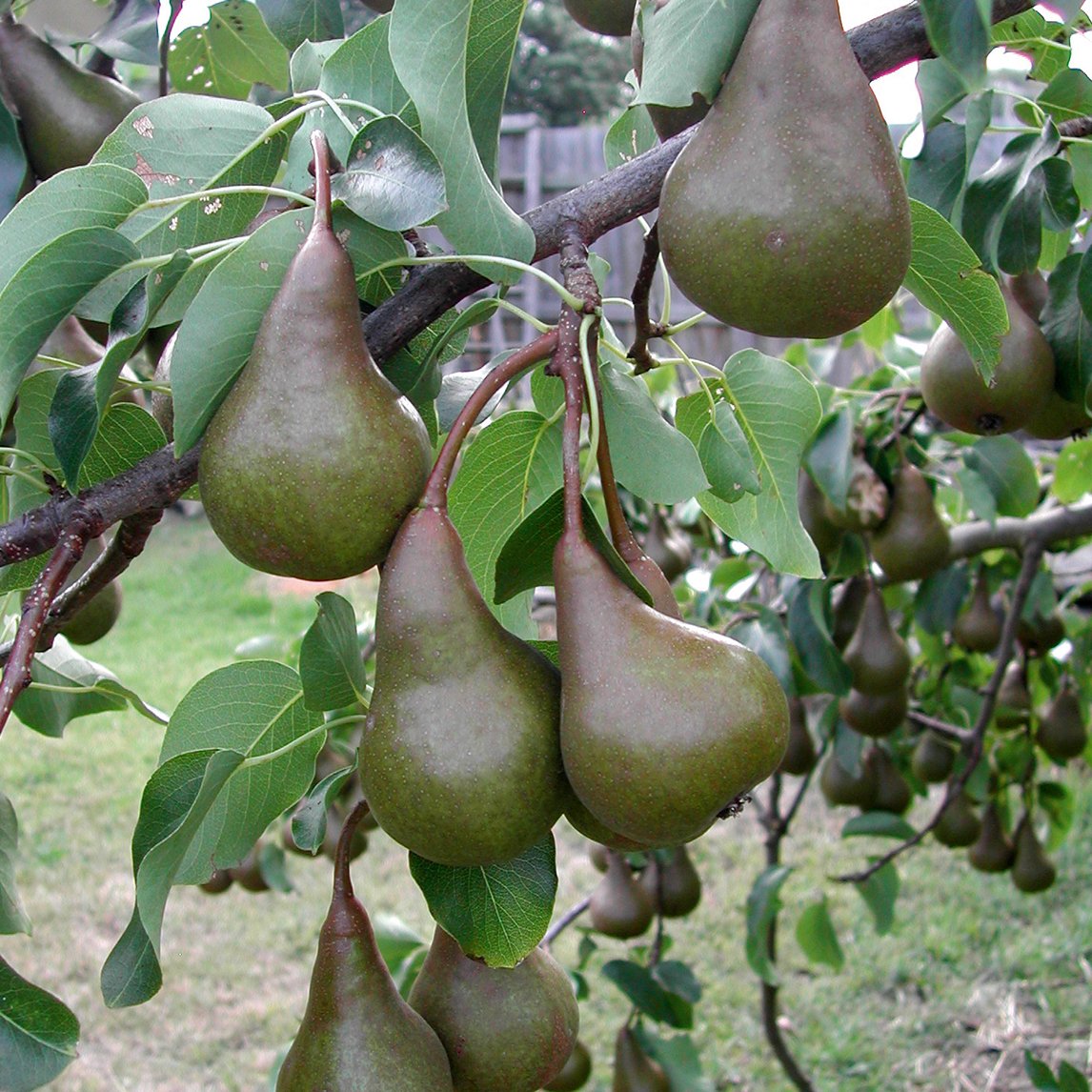 Bosc pear shop