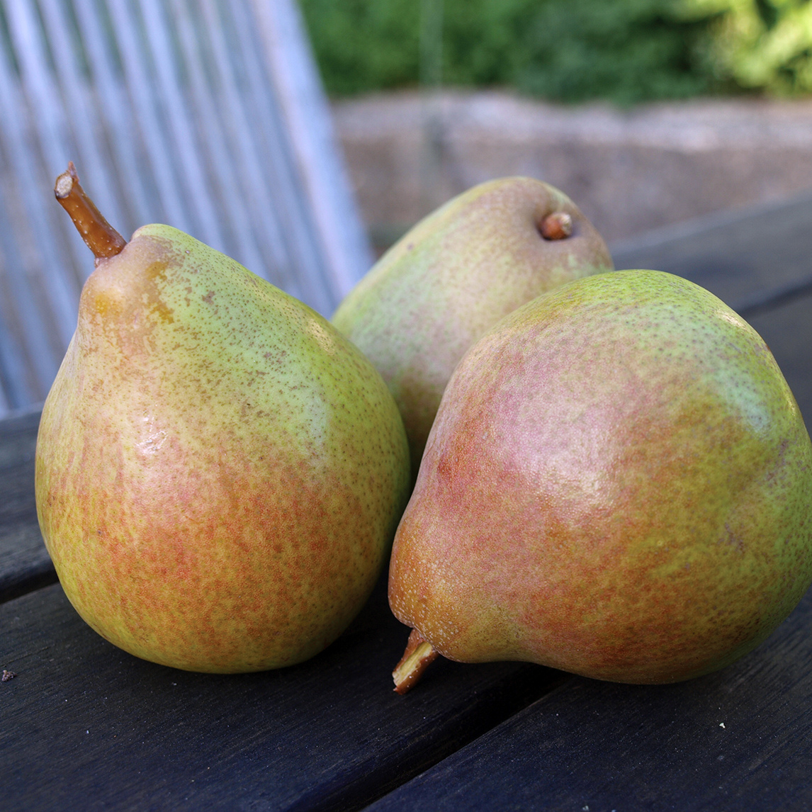 Pear 'Doyenne Du Comice'