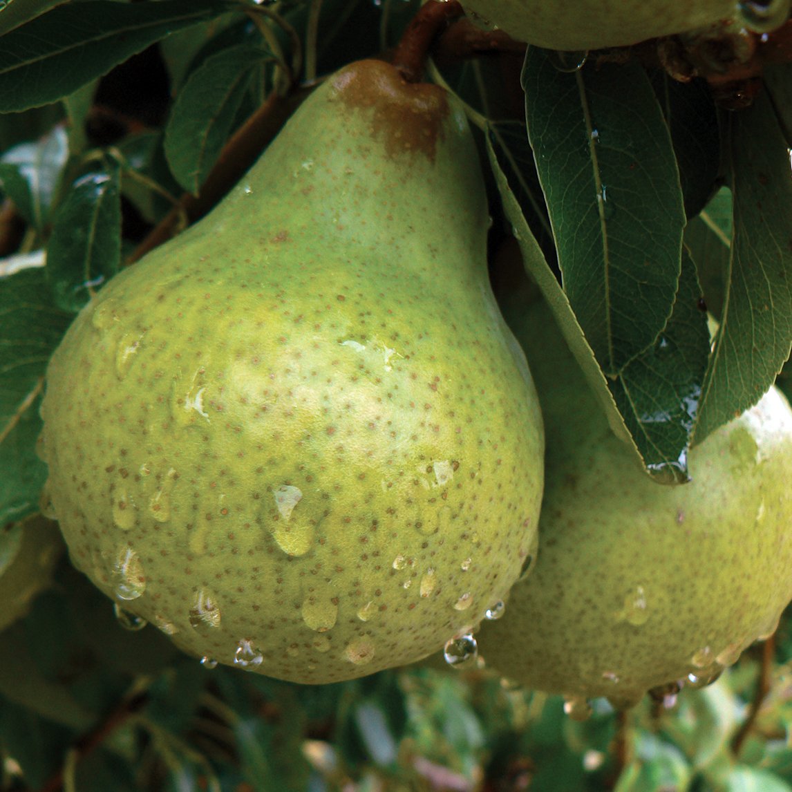 Pear 'Packham's Triumph'