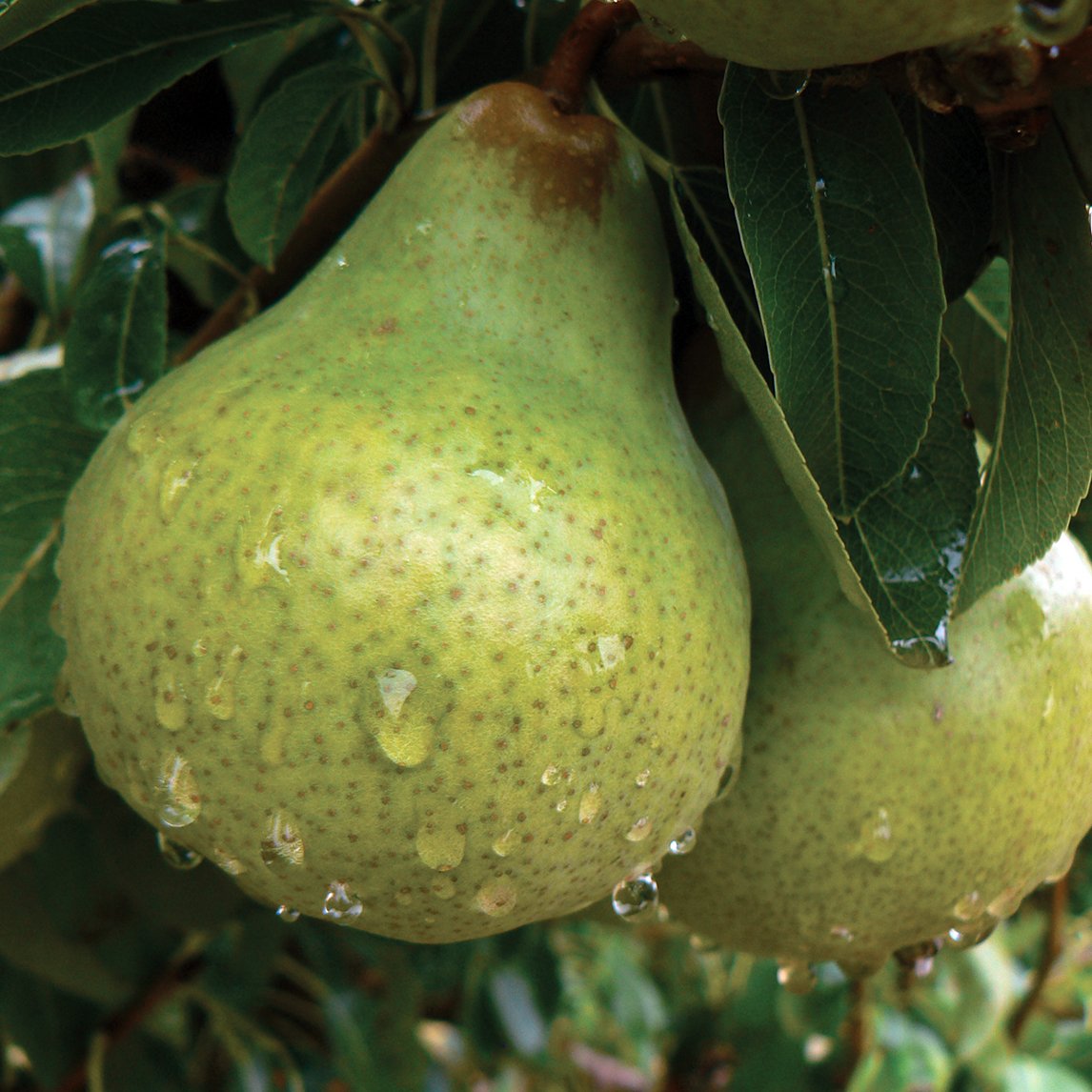 Packham Pears Ripen Pear 'Packham's Triumph' - The Diggers Club