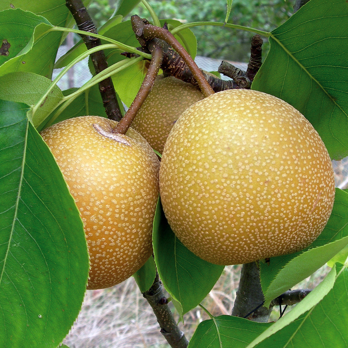 Pear - Nashi