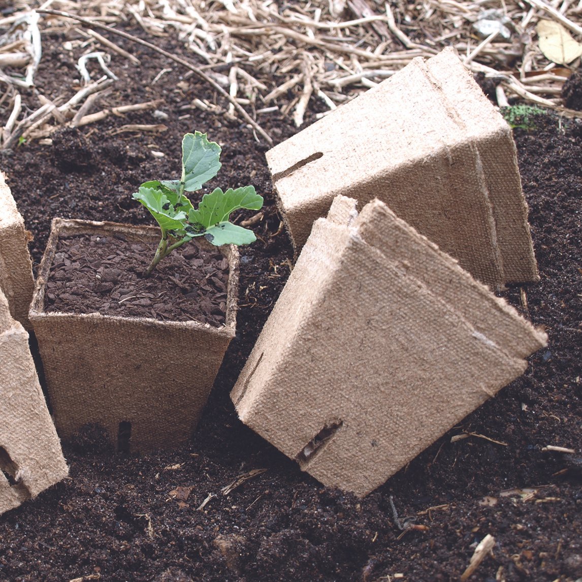 Large Peat Pots