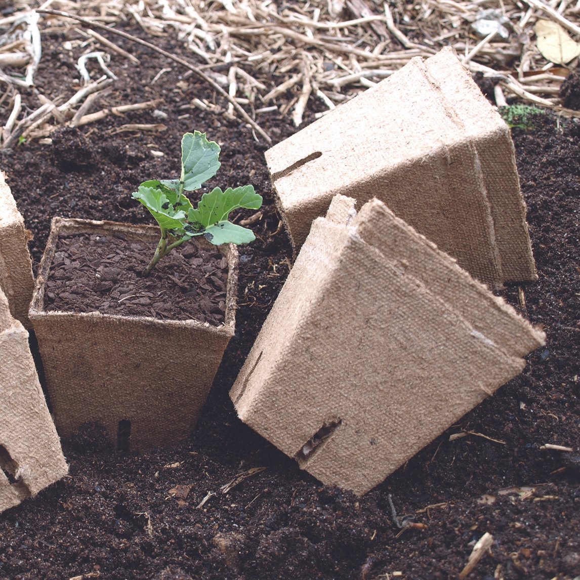 Peat Pots Large x 48