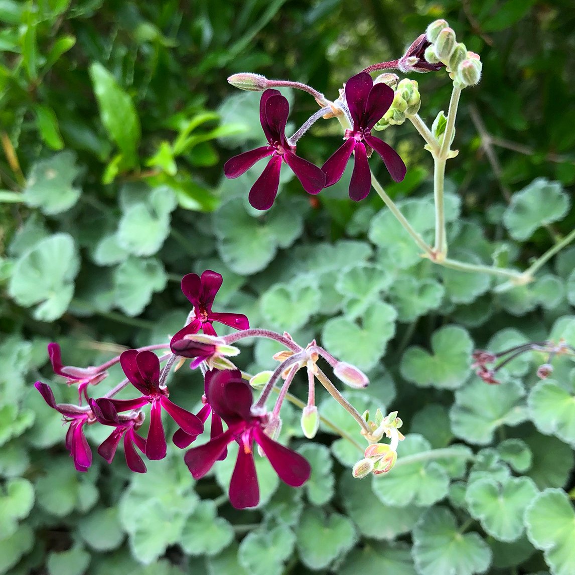 pelargonium succulent Pelargonium sidoides