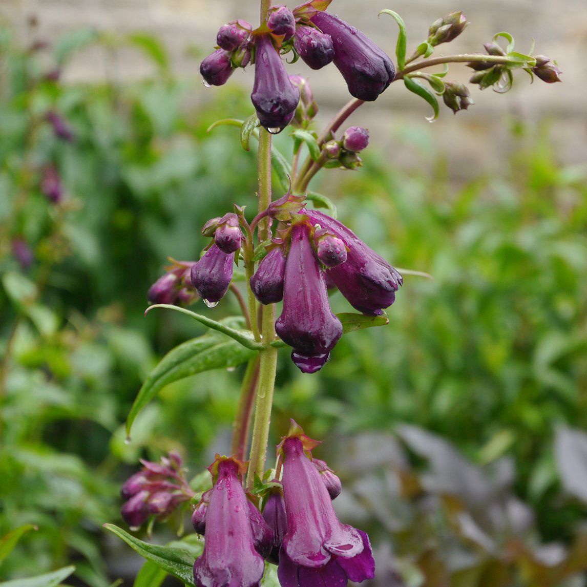 Penstemon 'Blackbird'