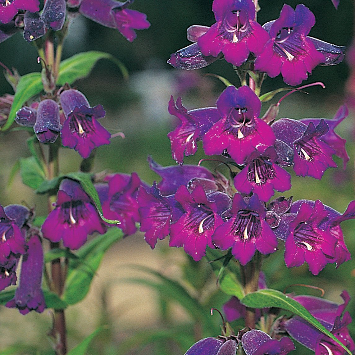 Penstemon 'Midnight'