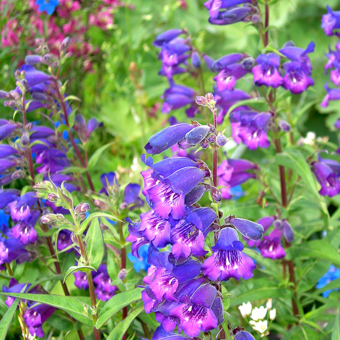 Penstemon 'Sour Grapes'