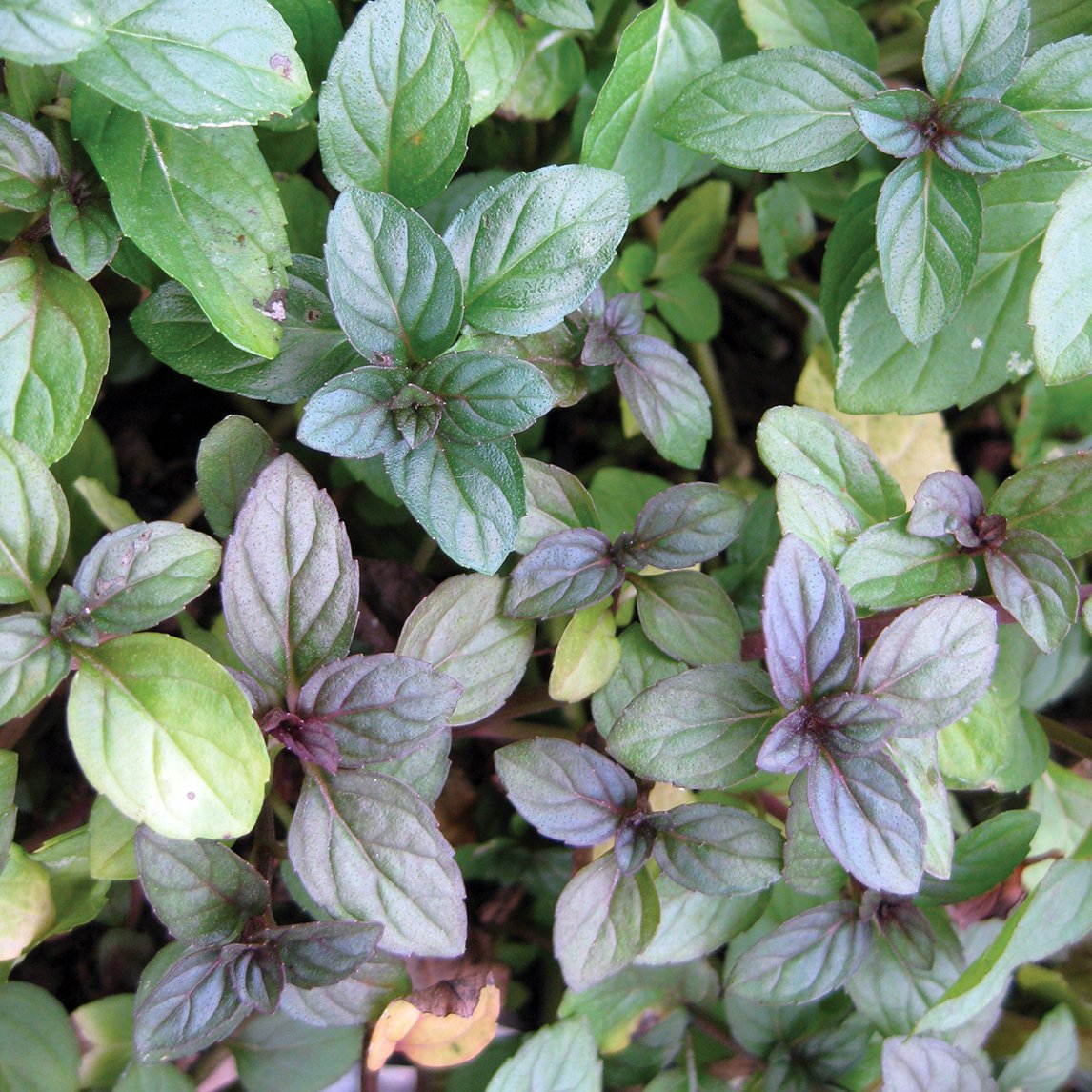 Peppermint