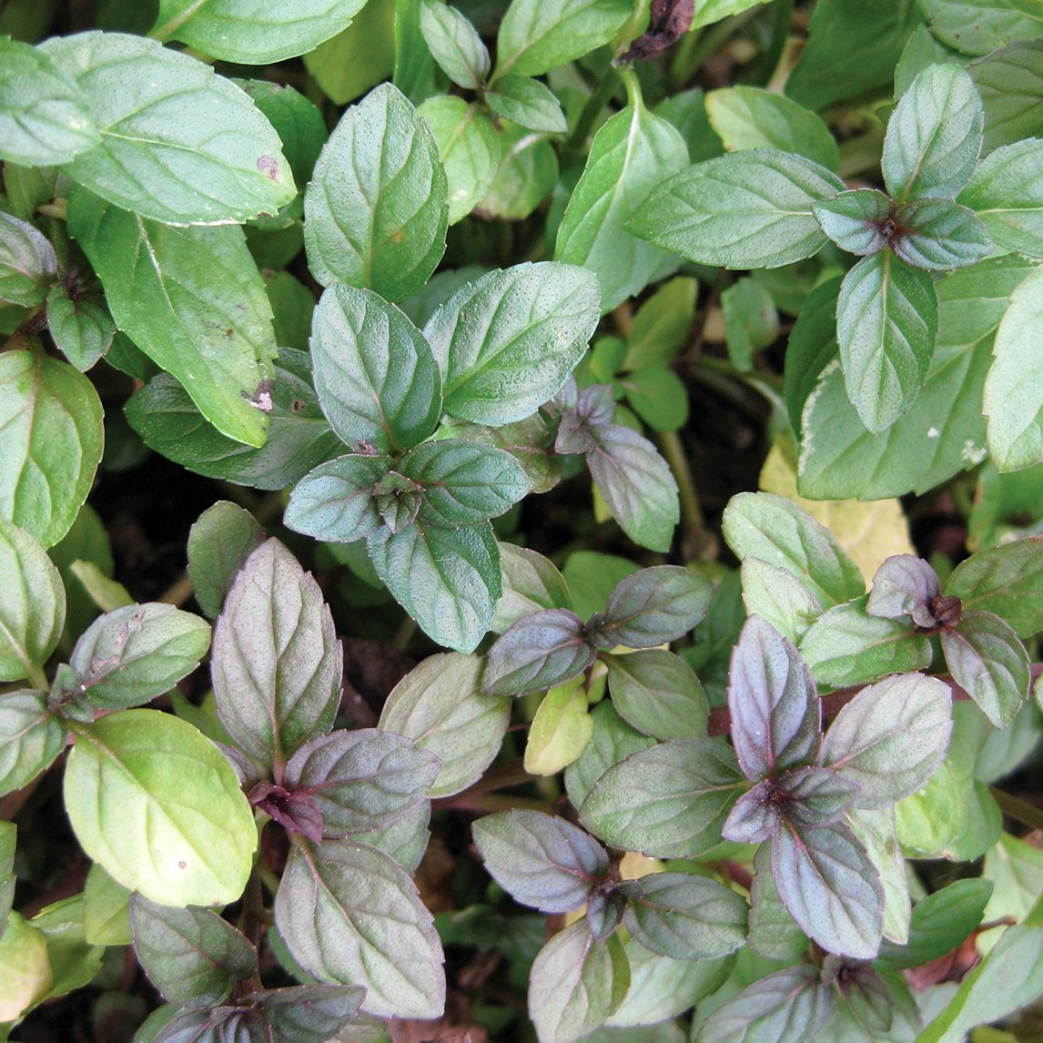 Peppermint