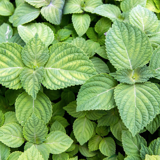 Perilla 'Green'