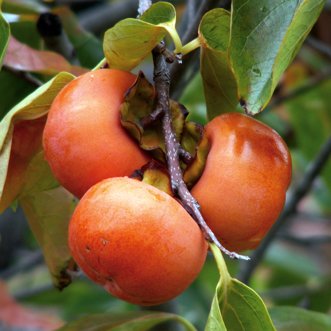 Persimmon 'Fuyu'