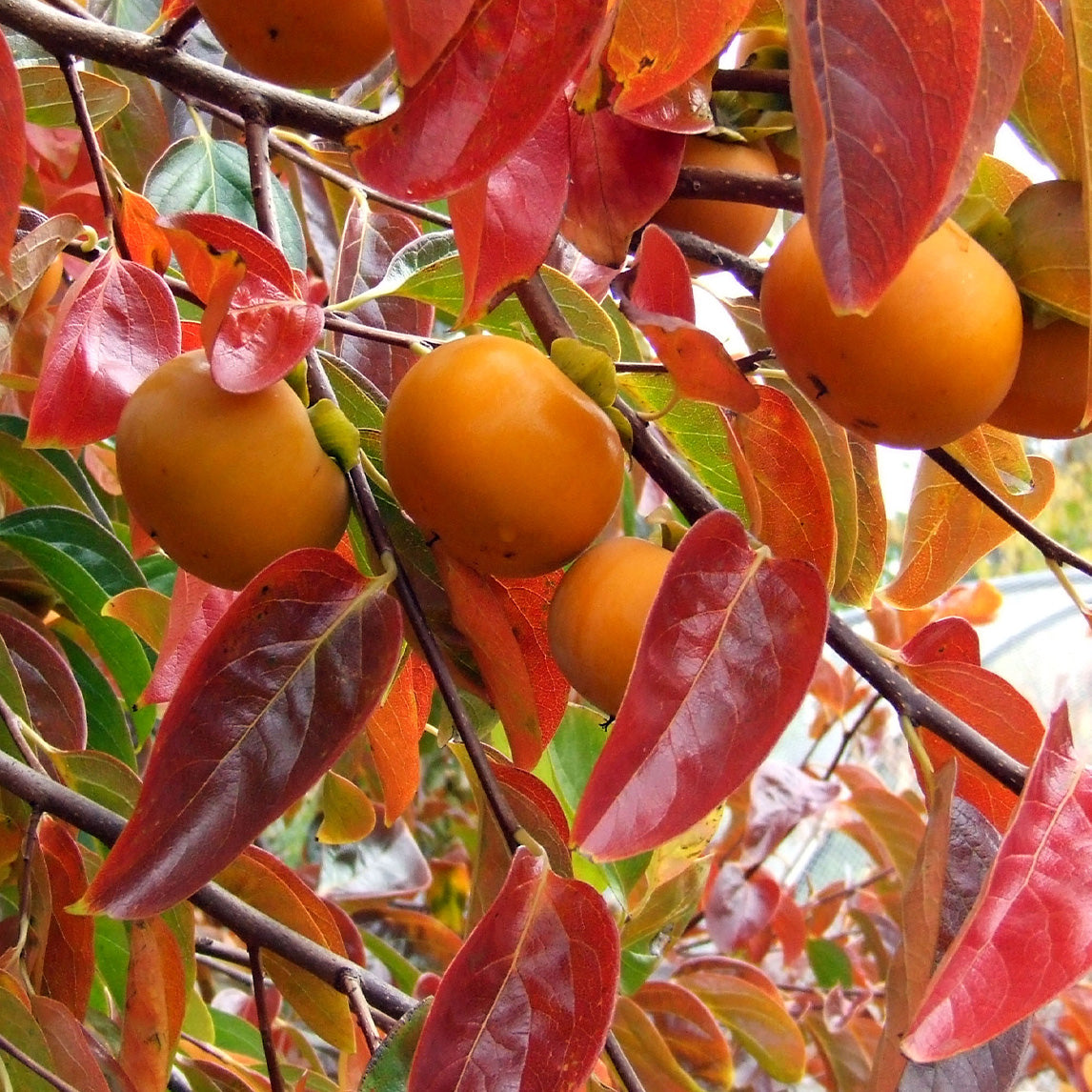 Persimmon 'Ichikikei Jiro'