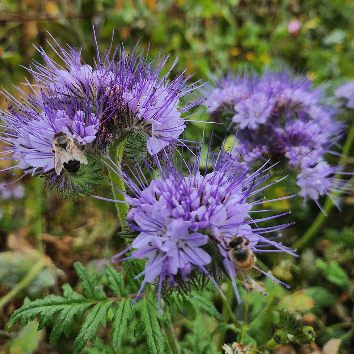 Phacelia tanacetifolia